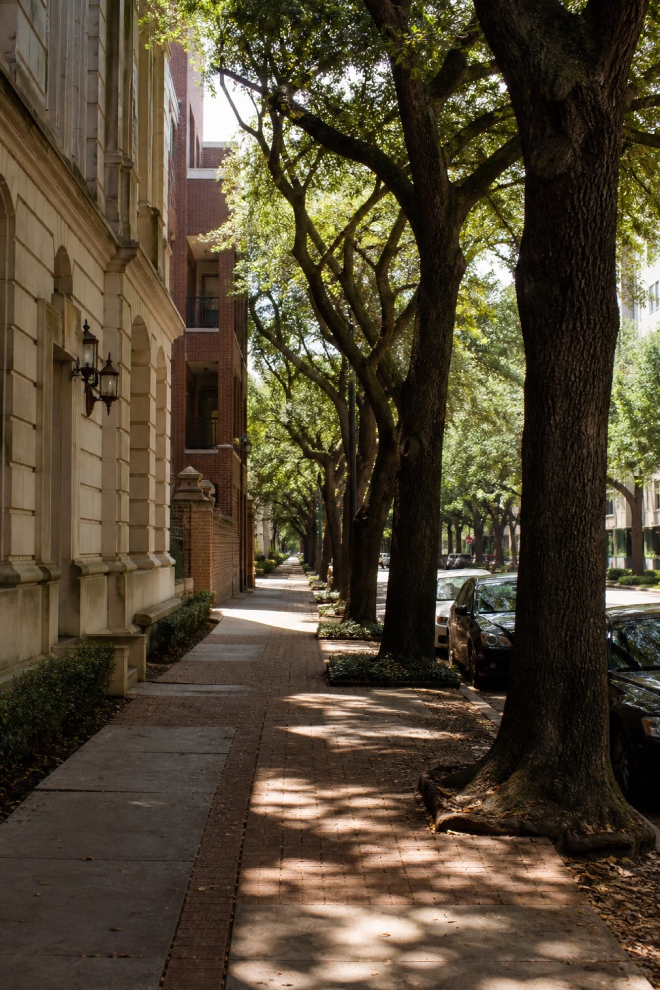 Houston street with live oaks